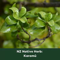 Phytomed Blog Square NZ Native Karamu (2)